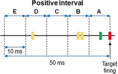 Discovering Effective Connectivity in Neural Circuits: Analysis Based on Machine Learning Methodology